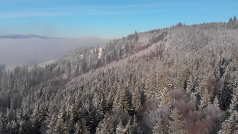forward aerial flight over snowed-in tree tops and blue sky with cloud inversions