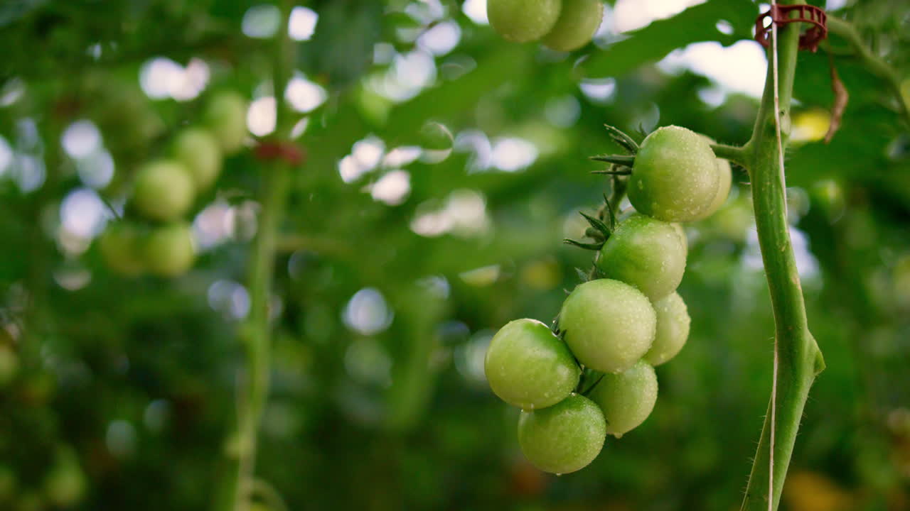 녹색 토마토 식물의 습한 줄기가 성장하는 농장 농장 클로즈업. 농업 배경