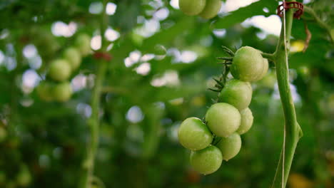 Nasser-Grüner-Tomatenpflanzenstamm,-Wachsende-Farmplantage,-Nahaufnahme.-Landwirtschaftlicher-Hintergrund