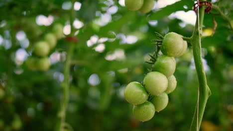 wet green tomato plant stem growing farm plantation closeup. agrarian background