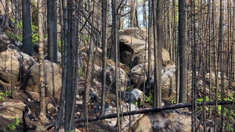 Dolly-shot-Along-a-Sudbury-Charred-Forest,-new-small-plants-reborn-after-disaster