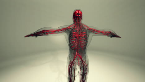 medically accurate animation of heart with vains and arteries