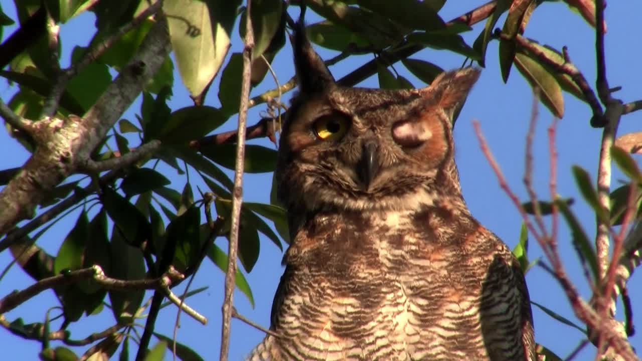 큰 뿔 부엉이가 숲의 나무에서 내려다본다 1