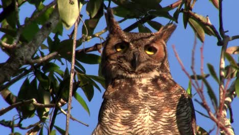 un gran búho cornudo se asoma desde un árbol en el bosque 1
