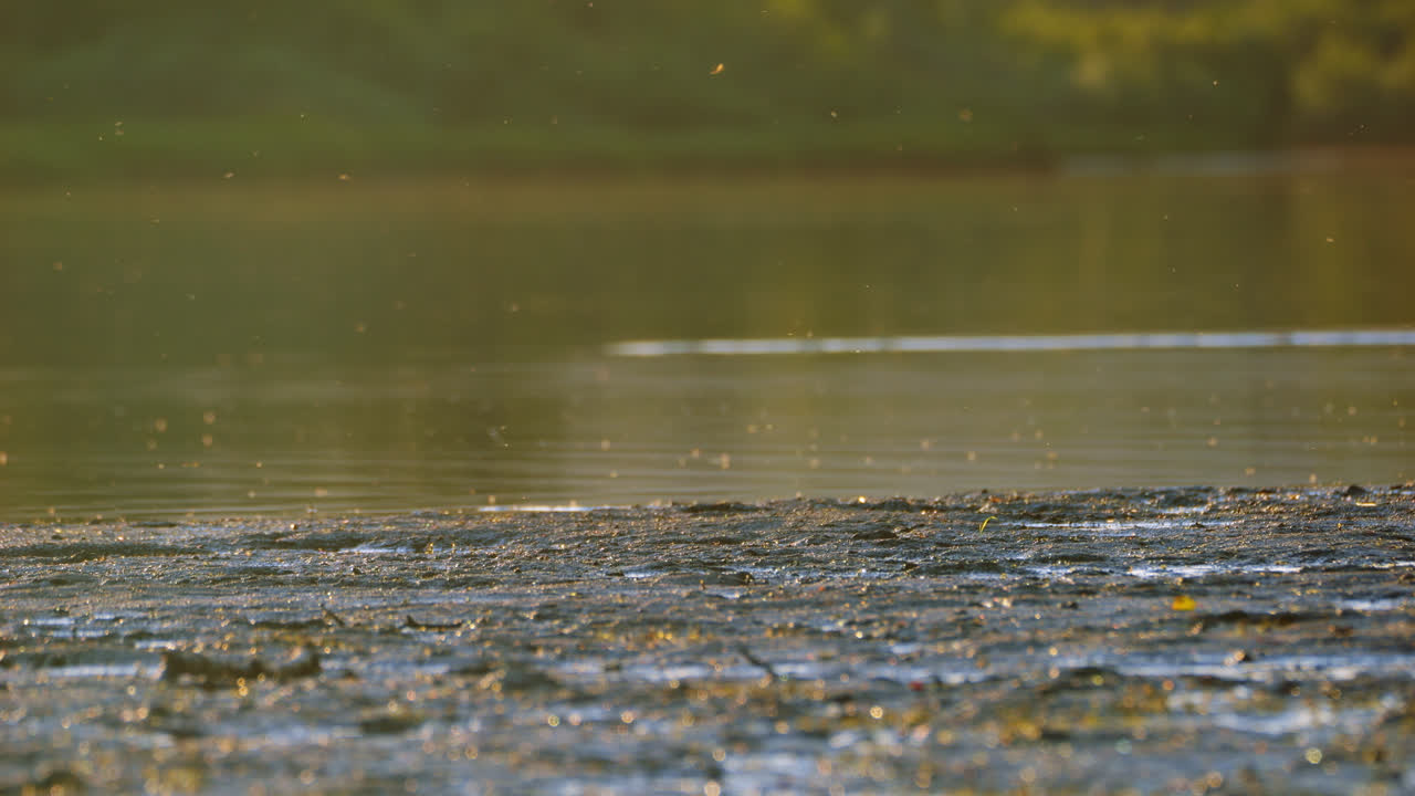 Young boy with fishing rod walks on shore past frame, fish jumps in background, close shot