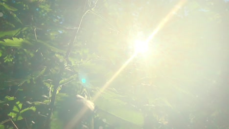 sunlight filtering through forest leaves