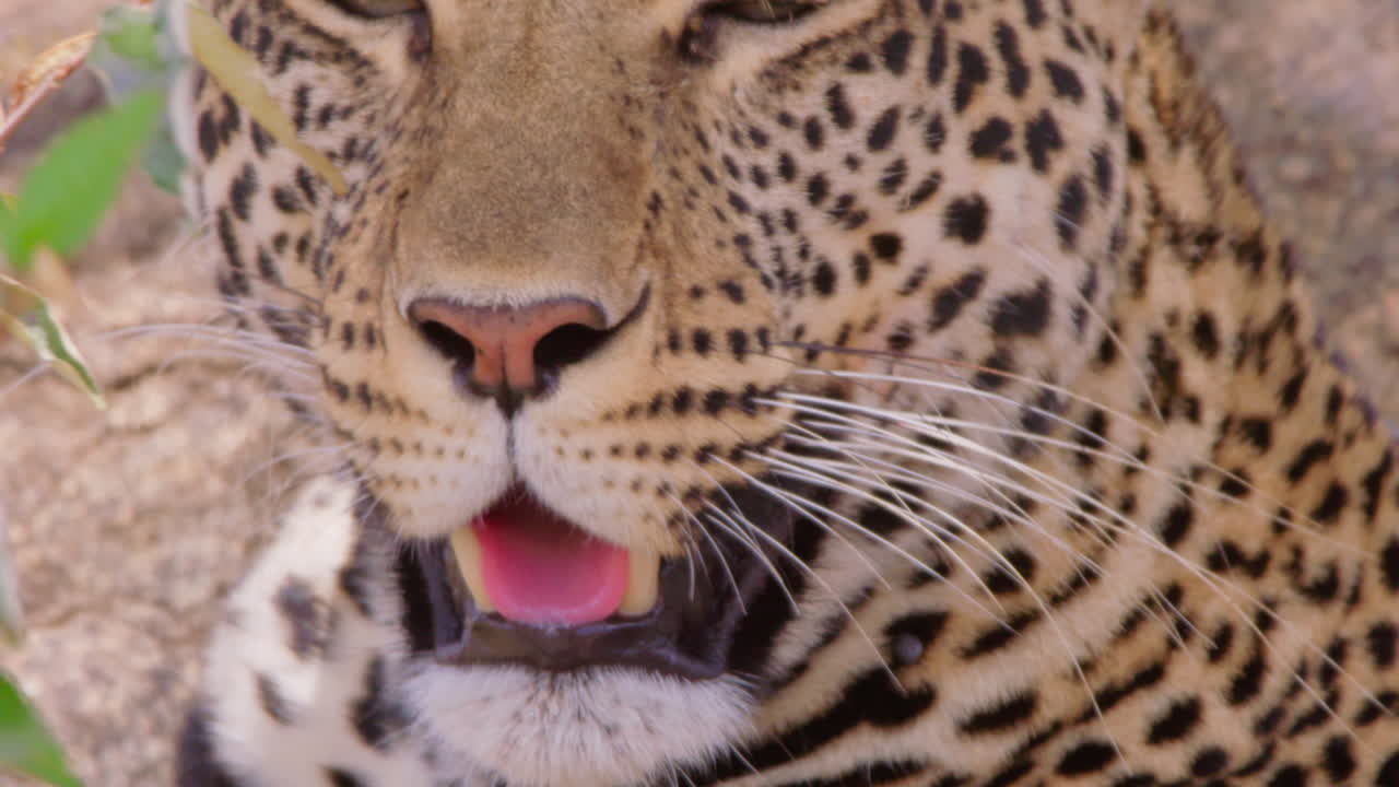 Öğlen vakti kuru savanı tarayan Leopar yüzü.