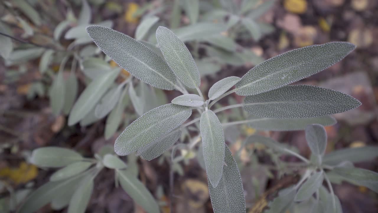 Sage Plant with Autumn Leaves