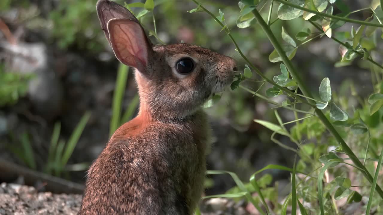 una toma estrecha de un pequeño conejo de cola de algodón mientras se para sobre sus patas traseras para comer vegetación
