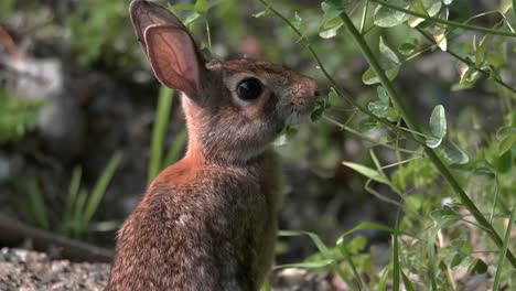 Una-Toma-Estrecha-De-Un-Pequeño-Conejo-De-Cola-De-Algodón-Mientras-Se-Para-Sobre-Sus-Patas-Traseras-Para-Comer-Vegetación