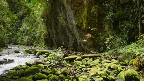 waterfall in the deep rainforest next to rocks and lush trees