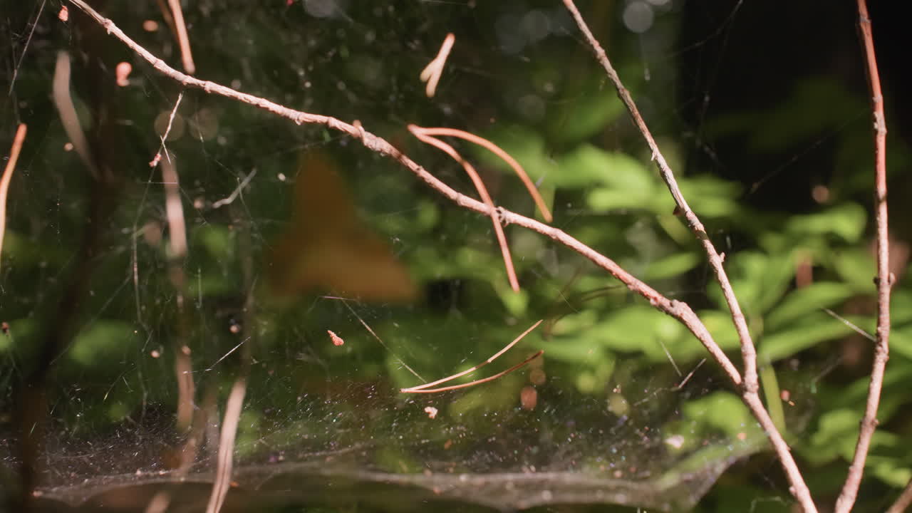 Spider webs with dry leaves entangled on thin threads illuminated by bright sunlight in forest, highlighting fragile cobweb structure and intricate natural design with glowing delicate silk strands