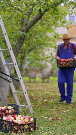 organic fresh summer fruits in buskets. farmer in hat picking up apples into basket. vertical video