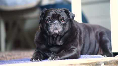 Sleepy-old-black-pug-sits-on-groung-looking-at-the-camera