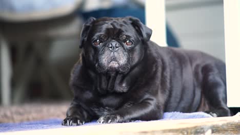 el viejo pug negro soñoliento se sienta en el suelo mirando a la cámara.