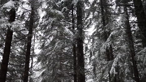 snow falling from the sky in slow motion in a forest