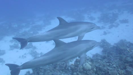 dolphin pair swim close to camera and communicate