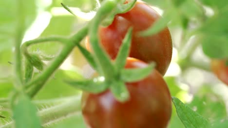 organic red ripe tomatoes in the vegetable garden with sun shine