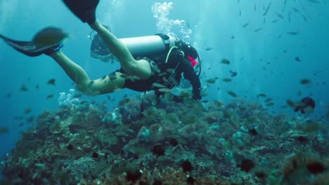 scuba divers explore vibrant coral reefs with abundant marine life
