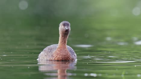 Dabchick-De-Nueva-Zelanda-Se-Acerca-A-Cámara-Lenta-Nadando-En-Un-Estanque-Y-Luego-Se-Sacude-El-Agua-De-Sus-Plumas