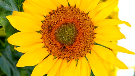 la abeja de la miel recogiendo el polen en un girasol en flor cerca de la composición vertical