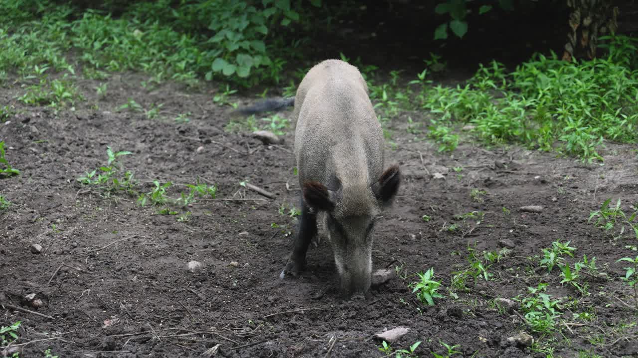 jabalí empujando el suelo en el bosque de bialowieza, polonia