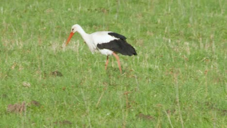 La-Cigüeña-Blanca-Ciconia-Ciconia-Se-Está-Alimentando-En-El-Prado-1