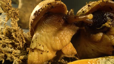 close-up of giant african land snails