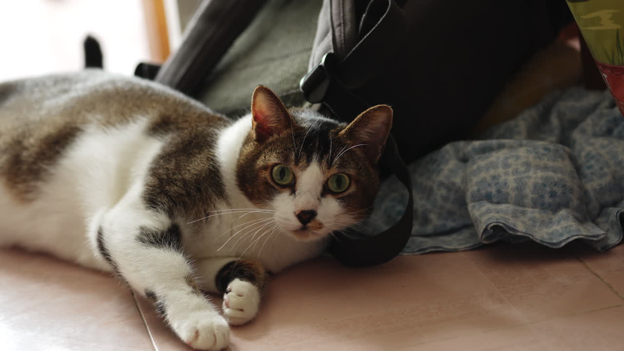 linda cara de gato con piel de color blanco y negro-1