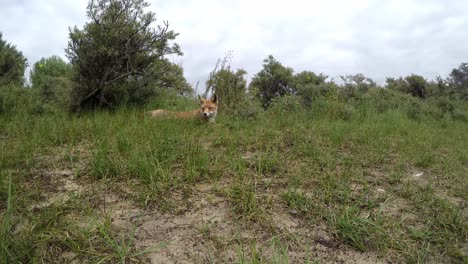 Red-fox-keeps-an-eye-on-its-environment