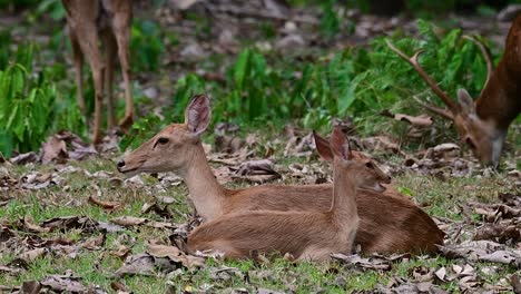 El-Ciervo-Del-Campo-Es-Una-Especie-En-Peligro-De-Extinción-Debido-A-La-Pérdida-De-Hábitat-Y-La-Caza