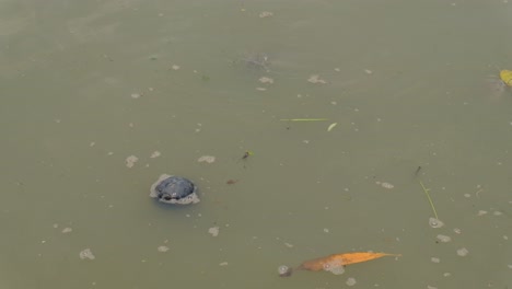 small carp fishes at dirty water surface looking for food