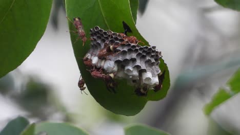 Insektenbiene-In-Ihrem-Haus