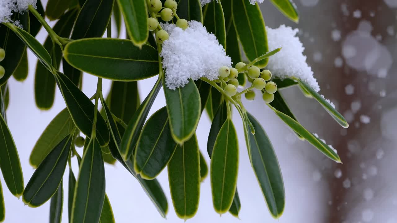 Close-up video angle of snow-dusted green leaves and berries, capturing a serene winter scene