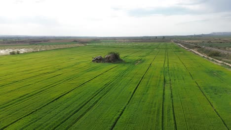 Orbitale-Drohnenaufnahme-Eines-Steins-Inmitten-Eines-Feldes-Mit-Grünen-Pflanzen