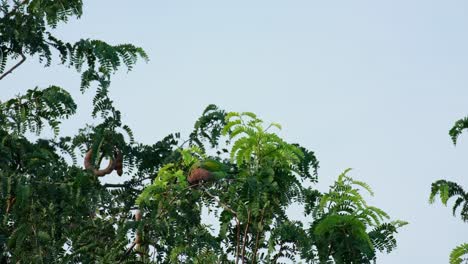 Looking-back-then-turns-around-using-its-beak-to-balance-and-then-starts-pecking-on-some-leaves,-Red-breasted-Parakeet-Psittacula-alexandri,-Thailand