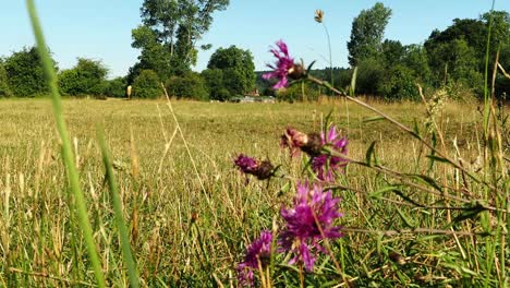 in the mapledurham meadows, and purley on river thames. a beautiful summer day in the meadows and the river thames for walkers and boaters.