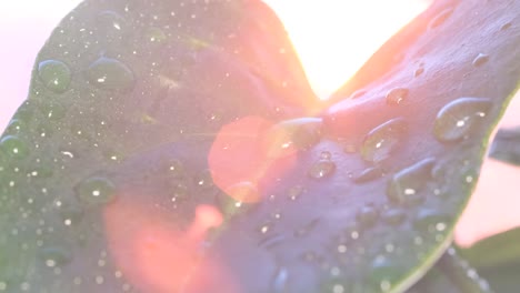 raindrops on a beautiful green leaf at a bright sunset close up raindrops on a beautiful green leaf at a bright sunset close up