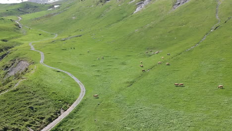 drone shot overlooking the green scenery of the swiss meadows