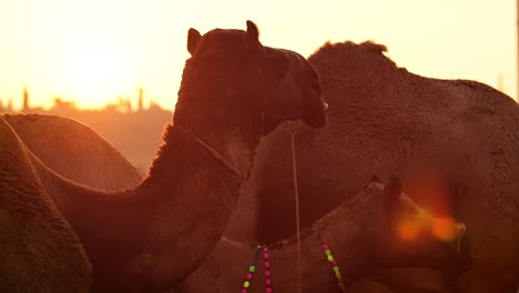 Camellos-En-Cámara-Lenta-En-La-Feria-De-Pushkar,-También-Llamada-Feria-De-Camellos-De-Pushkar-O-Localmente-Como-Kartik-Mela,-Es-Una-Feria-Ganadera-Y-Cultural-Anual-De-Varios-Días-Que-Se-Celebra-En-La-Ciudad-De-Pushkar,-Rajasthan,-India.