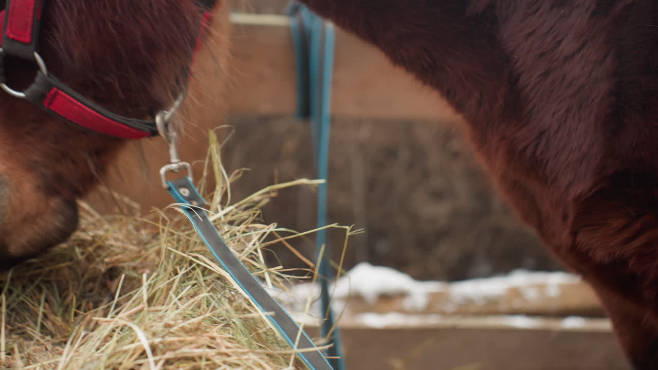 Brun hest, der nipper til hø midt i stalden, rolig hest med rød grime, der spiser hø i rustikke staldomgivelser, fredfyldt øjeblik, hvor brun hest tygger hø med rustik stald baggrund om vinteren