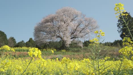 A-single-cherry-blossom-tree-in-Saga-Prefecture,-Kyushu,-Japan