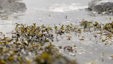 Las-Olas-Del-Océano-Golpean-Las-Rocas-Y-Se-Enfocan-Hacia-La-Cámara-Y-Las-Algas-Marinas-Flotantes