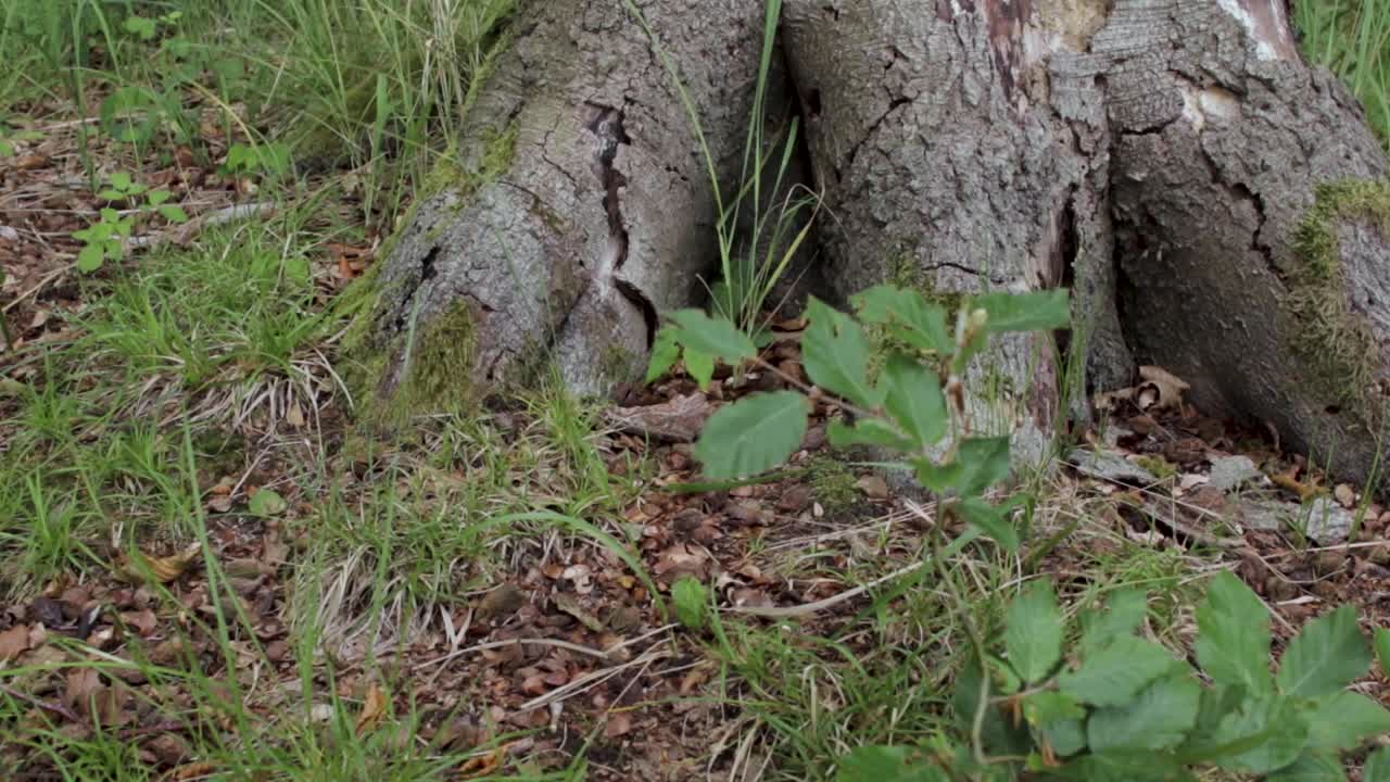 persona que pasa junto a la raíz de un árbol en el bosque en un día ventoso de verano