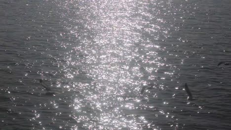 birds fly over glittering water with sunlight reflection in bay of bengal