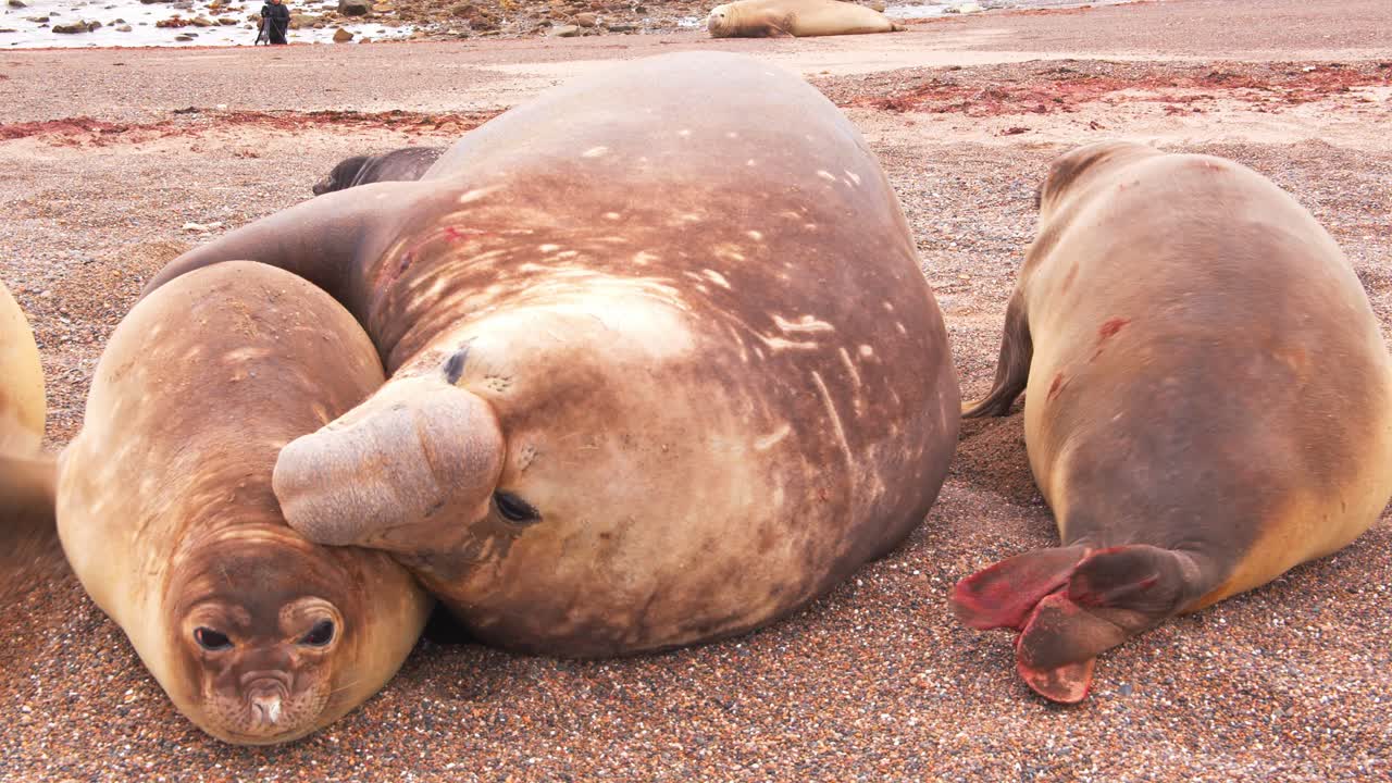 해변 주인, 지배적인 수 ⁇  코끼리 바다표범은 강제로 암 ⁇ 과  ⁇ 짓기를 시도합니다. 한 마리의 부상당한 암 ⁇ 은 피로 탈출합니다.