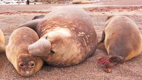 maestro de playa dominante macho elefante de foca tratando de aparearse por la fuerza con las hembras en la orilla, una hembra herida con sangre escapa