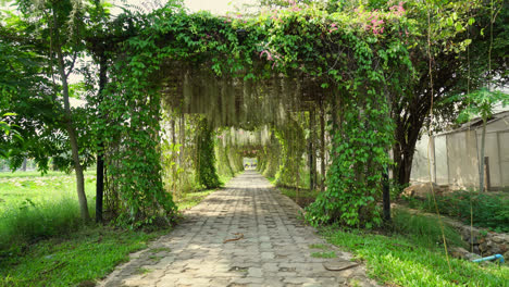 beautiful tree arch on tunnel in garden