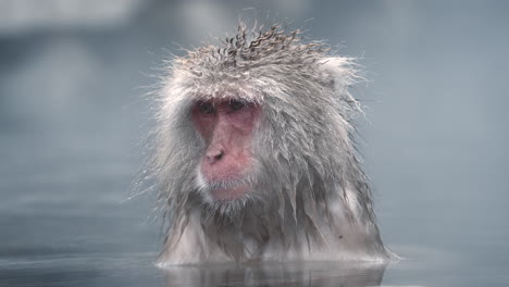 monos de nieve relajándose en una fuente termal en el parque de monos jigokudani en nagano, japón