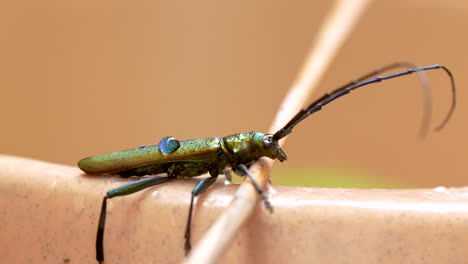 Makroaufnahme-Eines-Insektenkäfers-Mit-Schillerndem-Grünen,-Dünnen-Körper-Und-Langen-Antennen